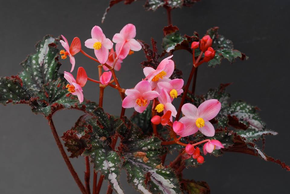 B. ‘Frances Valentine’